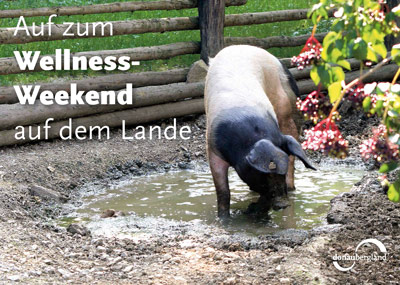 Postkartenmotiv von Donaubergland, Schwein in Schlammloch